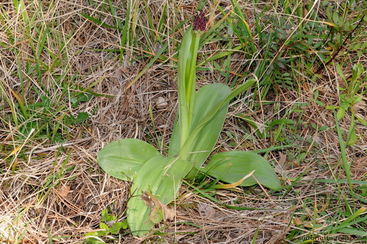 Orchis purpurea